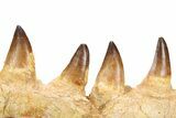 Mosasaur (Prognathodon) Jaw with Ten Teeth - Morocco #259678-3